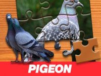 Pigeon Picture Puzzle